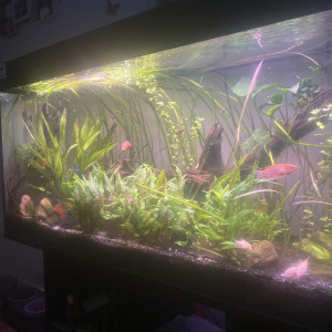 Aquadodo