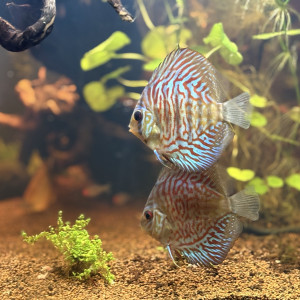 Publication de armorcase