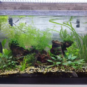 Boutures plantes aquarium