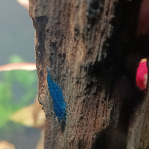 Recherche caridina