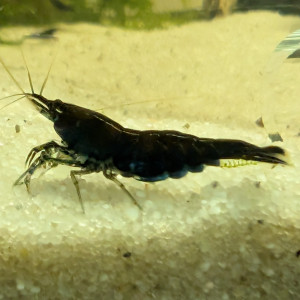 Neocaridina red