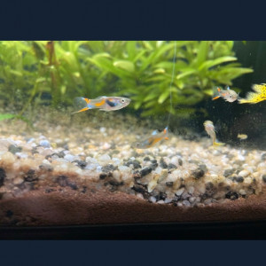 Poissons guppys endler et autres (Jeunes)