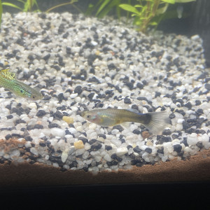 Poissons guppys endler et autres (Adultes)