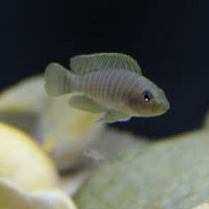 Vends Neolamprologus Similis