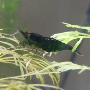 Crevette Green Jade.