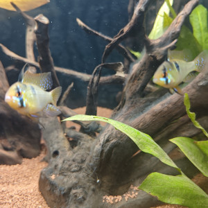 Biotope Amazonie