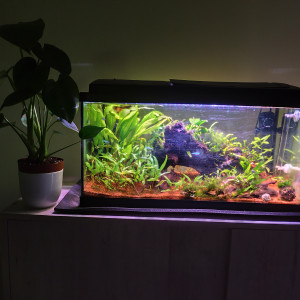 Aquarium 60l
