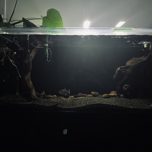 Piranha