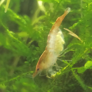 60L