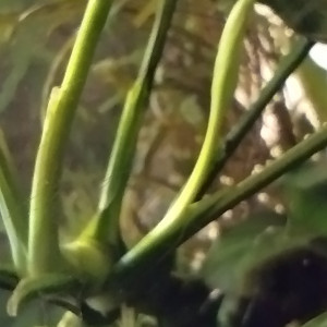 Publication de Olivier1977