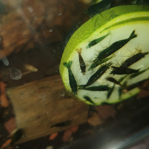 Green jade hulk