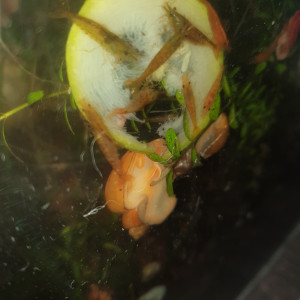 Orange tangerine