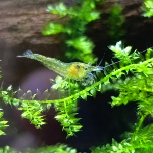 Neocaridina orange & jaune, et déclassées 6 semaines