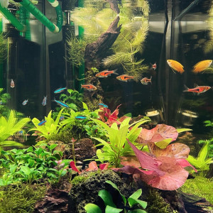 70 litres