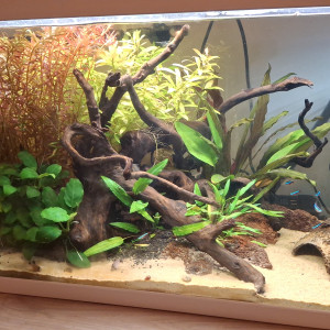 Publication de Rorie