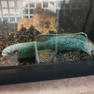 Channa aristonei