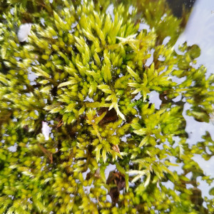 Publication de Orion07