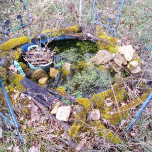 Poubellarium poissons rouges