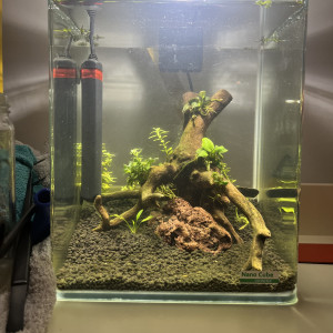 Publication de Ysemce