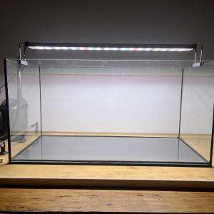 Tetras amandae corydoras pygmaeus