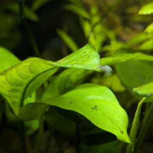 Publication de Discus45