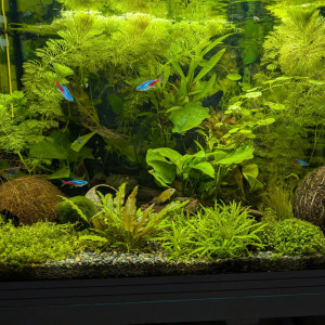 Publication de Discus45