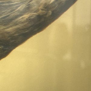 Publication de Dukzer