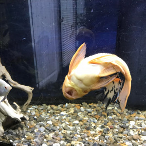 Publication de gerald62.l