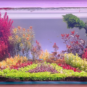 Publication de Edmon