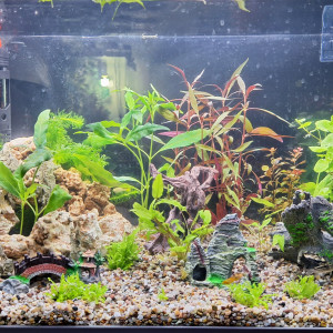 Mon aquarium