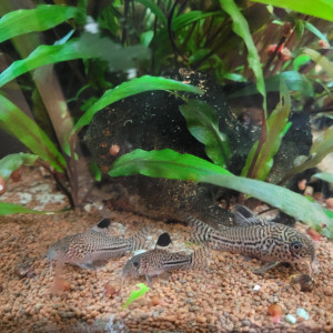 Anastriana