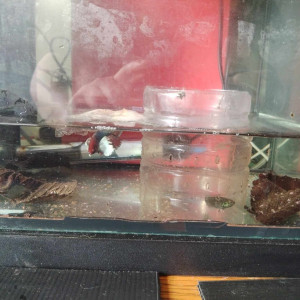 betta