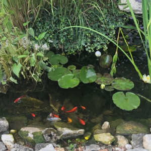 Bassin 1000 litres