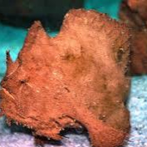 Antennarius biocellatus