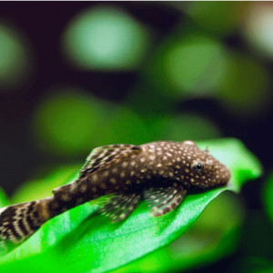 Ancistrus