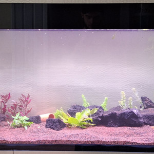 Aquarium 500L