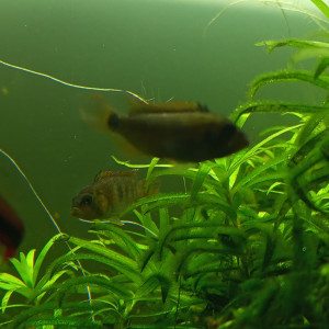 Apistogramma nijsseni
