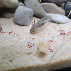 Bébé axolotl à réserver !