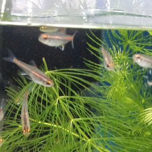 Divers poissons d'eau douce