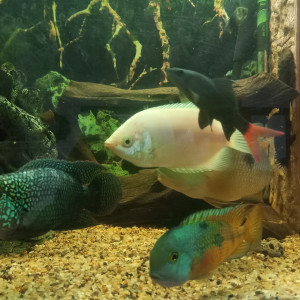 Tetraodon32