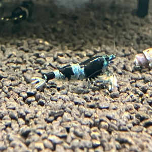 Crevettes caridina pattern et couleurs différentes