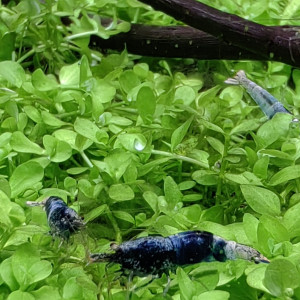 Publication de Olivoliv