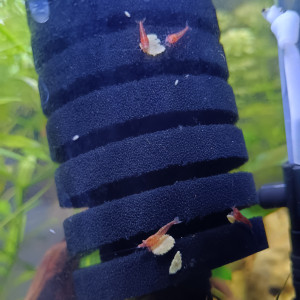 Crevettes Red Cherry