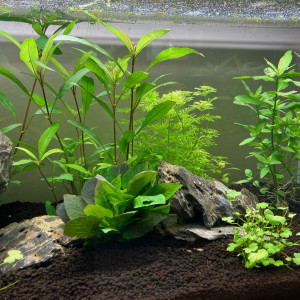 Publication de Smast