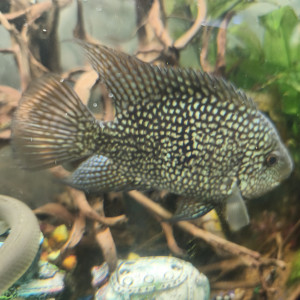 Herichthys carpintis, le Cichlidé perlé ou Carpinte