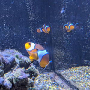 Couple de Poissons clown, amphiprion ocellaris