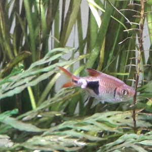 Publication de flow48