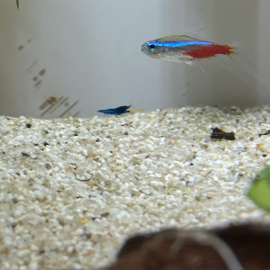 Don crevettes et un néon