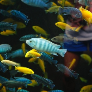 récupère tout type de poisson
