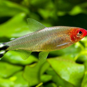 Combattante / Nez Rouge / Danio Rerio